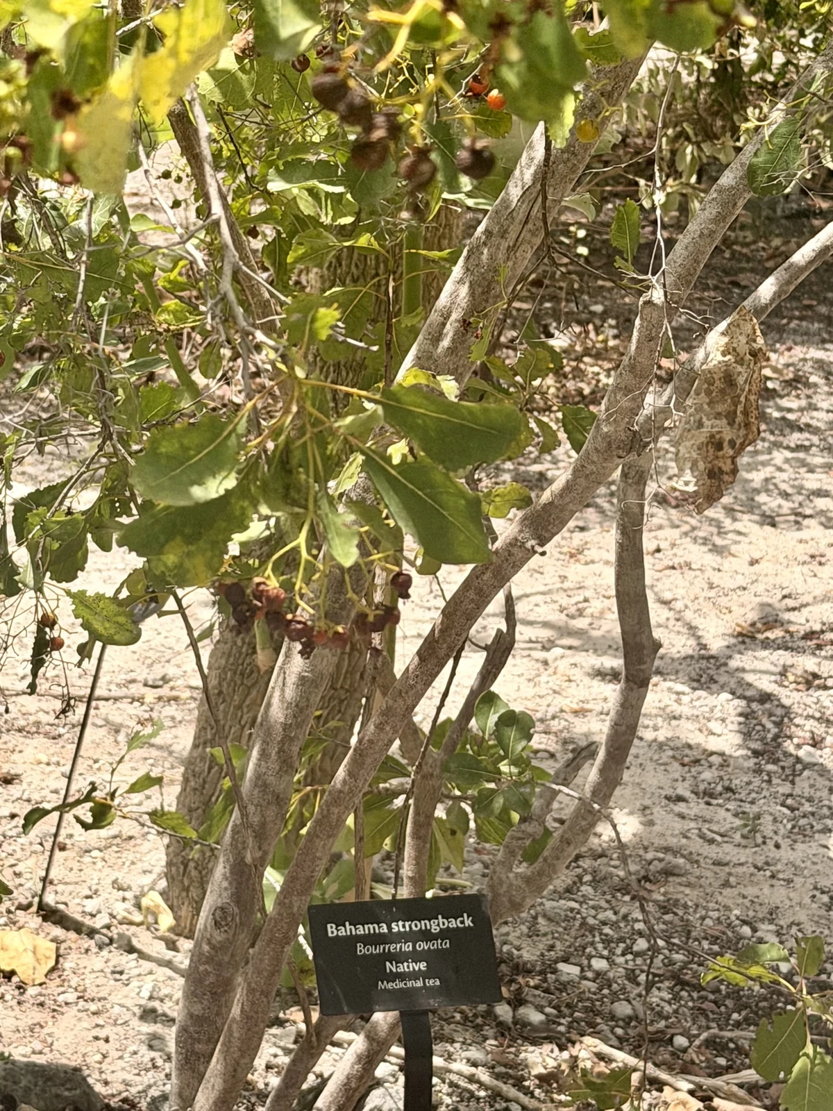 A leafy island plant with an identification sign, growing beside a sandy path